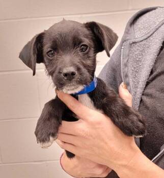 North Dakota -  Mixed Breed Dog for Adoption in Chillicothe, Ohio - North Dakota | PetCurious