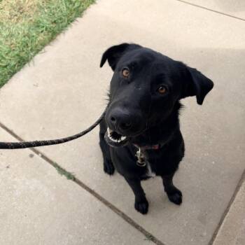 Agent Bubbles -  Mixed Breed Dog for Adoption in Columbiana, Alabama - Agent Bubbles | PetCurious