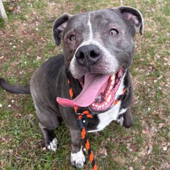 Pit Bull Terrier and Mixed Breed Dogs Available for Adoption in York, Pennsylvania - Icarus | PetCurious