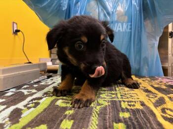 Lysander -  Mixed Breed Dog for Adoption in Raleigh, North Carolina - Lysander | PetCurious