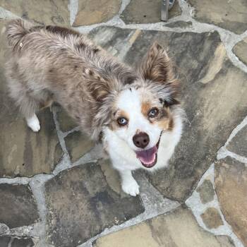 Australian Shepherd Dogs Available for Adoption in Bartlett, Tennessee - Abby | PetCurious