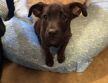 Australian Cattle Dog Blue Heeler and Pembroke Welsh Corgi Dogs Available for Adoption in Tucson, Arizona - Mosley (Dixie’s Litter) | PetCurious