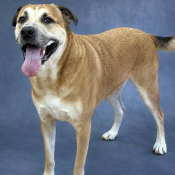 Dom -  German Shepherd Dog Dog for Adoption in Heber Springs, Arkansas - Dom | PetCurious