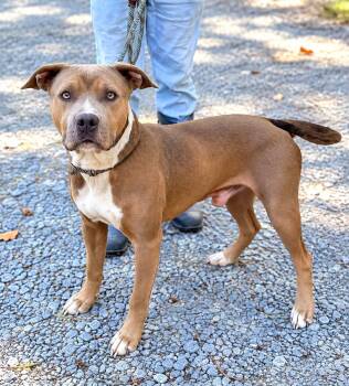 Blue -  American Staffordshire Terrier Dog for Adoption in Elizabethtown, North Carolina - Blue | PetCurious