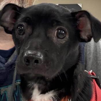 Honor -  Chihuahua and Beagle Dog for Adoption in Covington, Washington - Honor | PetCurious