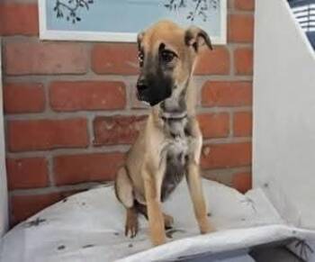 German Shepherd Dog Dogs Available for Adoption in Sedalia, Colorado - Elektra | PetCurious