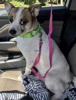 Jack Russell Terrier Dogs Available for Adoption - Louie DD | PetCurious