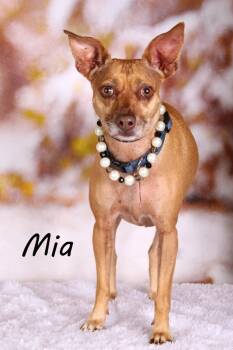 Rescue Chihuahua and Shepherd Dogs for Adoption in Gilbert, Arizona - Mia (Scout) | PetCurious