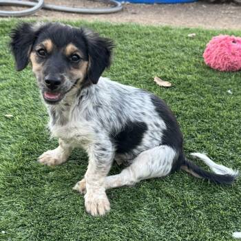 Ms. Bubble Bee Posie -  Dachshund Dog for Adoption in Ridgefield, Washington - Ms. Bubble Bee Posie | PetCurious