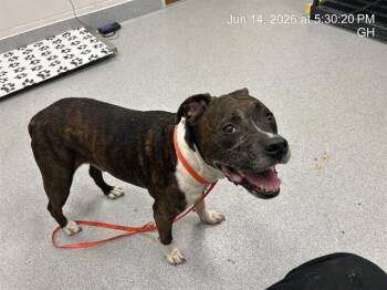 A384004 -  Pit Bull Terrier Dog for Adoption in Ocala, Florida - A384004 | PetCurious