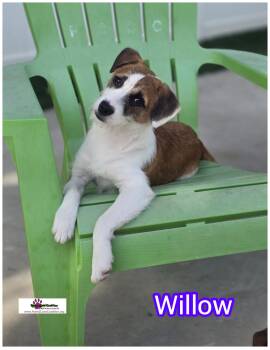 Rescue Terrier Dogs for Adoption in Hollywood, Florida - Willow | PetCurious