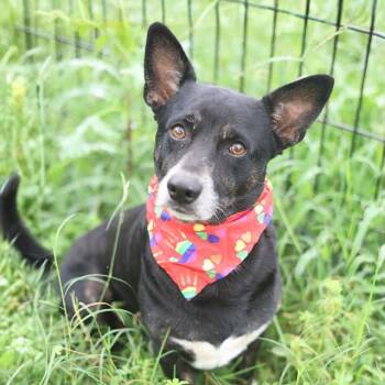 FELIX -  Terrier Dog for Adoption in San Antonio, Texas - FELIX | PetCurious