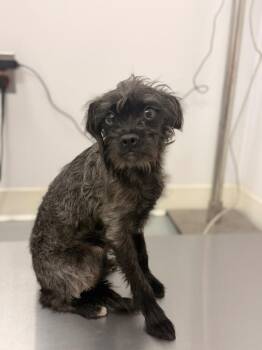 Lillie -  Schnauzer Dog for Adoption in Hartsville, South Carolina - Lillie | PetCurious
