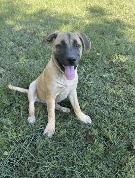 Rescue Labrador Retriever Dogs for Adoption in Nashville, Tennessee - Patti | PetCurious