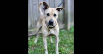 Shepherd Dogs Available for Adoption in Naperville, Illinois - Scrappy | PetCurious