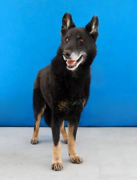 MAX -  German Shepherd Dog Dog for Adoption in Pasadena, California - MAX | PetCurious