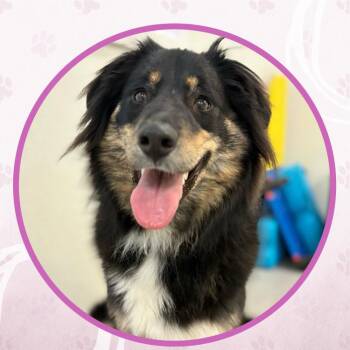Mixed Breed Dogs Available for Adoption in Toms River, New Jersey - Fenty | PetCurious