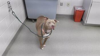 Boxer and Mixed Breed Dogs Available for Adoption in Omaha, Nebraska - BEATRICE | PetCurious