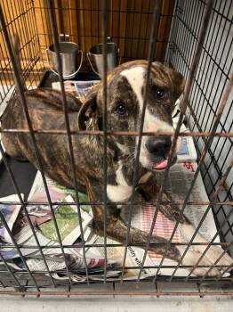 Rescue Boxer Dogs for Adoption in Greenwood, Mississippi - Goldie | PetCurious