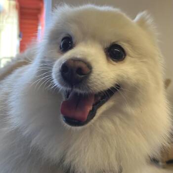 Electric Ave 14514 -  Pomeranian Dog for Adoption in San Francisco, California - Electric Ave 14514 | PetCurious