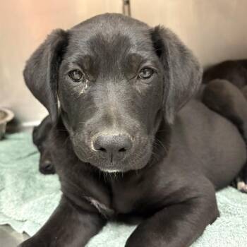 PUPPY 2 -  Labrador Retriever and Mixed Breed Dog for Adoption in Rancho Cucamonga, California - PUPPY 2 | PetCurious