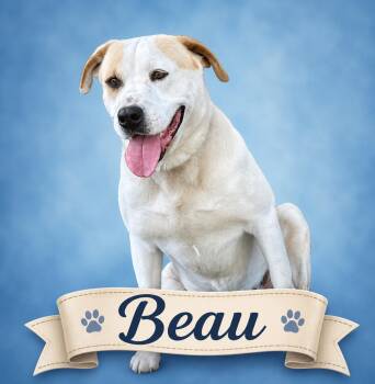 Beau - Loving Loyal Companion -  Hound and Boxer Dog for Adoption in Green Ridge, Missouri - Beau - Loving Loyal Companion | PetCurious