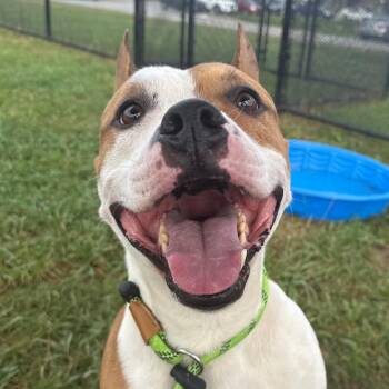Ghost -  Pit Bull Terrier Dog for Adoption in York, Pennsylvania - Ghost | PetCurious
