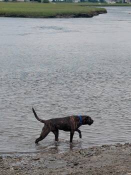 Tilly -  Presa Canario Dog for Adoption in Stratham, New Hampshire - Tilly | PetCurious