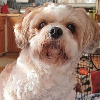 Riley Courtesy Listed -  Shih Tzu Dog for Adoption in Midland, Michigan - Riley Courtesy Listed | PetCurious