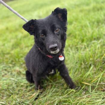 Abby -  Border Collie and Labrador Retriever Dog for Adoption in Toronto, Ontario - Abby | PetCurious