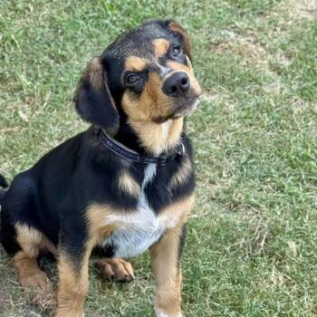 Blake -  Shepherd Dog for Adoption in Seguin, Texas - Blake | PetCurious