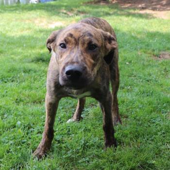 Knox -  Mixed Breed Dog for Adoption in Port Washington, New York - Knox | PetCurious