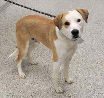 Mixed Breed Dogs Available for Adoption in Kansas City, Missouri - SourPatch | PetCurious
