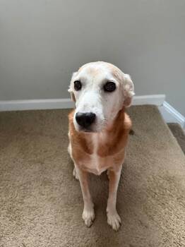 Kimber- Sweet Senior seeks Soft Landing -  Labrador Retriever Dog for Adoption in Conway, South Carolina - Kimber- Sweet Senior Seeks Soft Landing | PetCurious