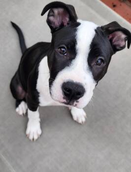 Peony -  American Bully Dog for Adoption in East Amherst, New York - Peony | PetCurious