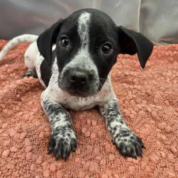 Australian Cattle Dog Blue Heeler Dogs Available for Adoption in Foley, Alabama - Sausage | PetCurious
