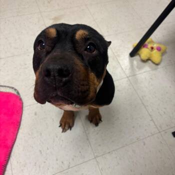 Mixed Breed Dogs Available for Adoption - DIVA | PetCurious