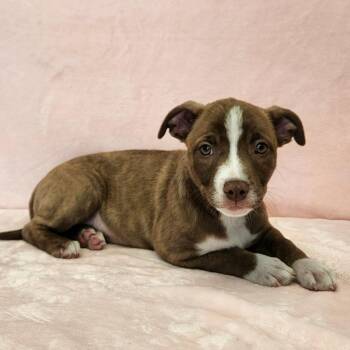 Bacon -  Pit Bull Terrier and Husky Dog for Adoption in Benld, Illinois - Bacon | PetCurious
