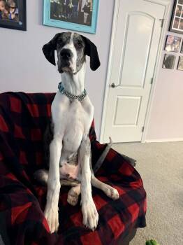 Great Dane Dogs Available for Adoption in Lewiston, Idaho - Sampson | PetCurious