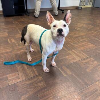 Pit Bull Terrier Dogs Available for Adoption in Roxboro, North Carolina - Applejack | PetCurious