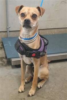 BOSS -  Pug and Chihuahua Dog for Adoption in Camarillo, California - BOSS | PetCurious