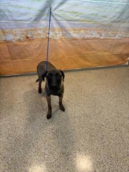 CHAN -  German Shepherd Dog and Mixed Breed Dog for Adoption in Doral, Florida - CHAN | PetCurious