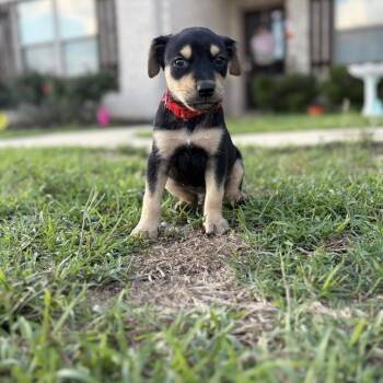 Triger fka Kit -  Catahoula Leopard Dog and Mixed Breed Dog for Adoption in Enterprise, Alabama - Triger Fka Kit | PetCurious