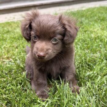 Maverick -  Mixed Breed Dog for Adoption in Hailey, Idaho - Maverick | PetCurious