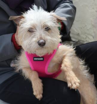 Cairn Terrier Dogs Available for Adoption - Duke | PetCurious