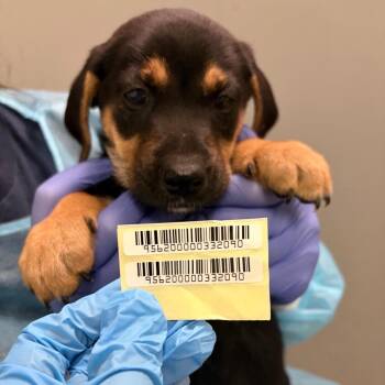 Krittika -  Mixed Breed Dog for Adoption in Charleston, West Virginia - Krittika | PetCurious