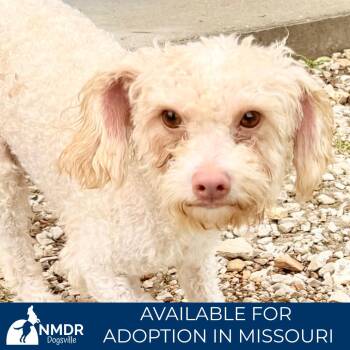 Gary - Missouri MY26-45 -  Poodle Dog for Adoption in Peyton, Colorado - Gary - Missouri MY26-45 | PetCurious