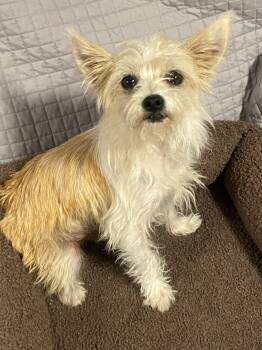 Rescue Terrier Dogs for Adoption in Oakland, California - Sol | PetCurious