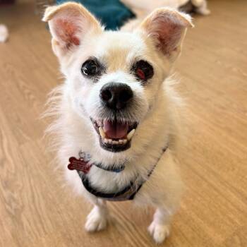 Rescue Terrier Dogs for Adoption in San Francisco, California - Kernel 13531 | PetCurious