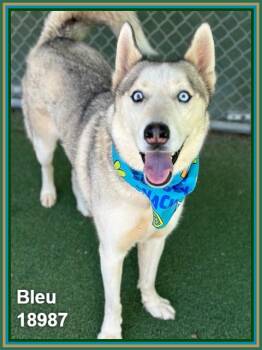 Siberian Husky Dogs Available for Adoption in Marietta, Georgia - BLEU | PetCurious